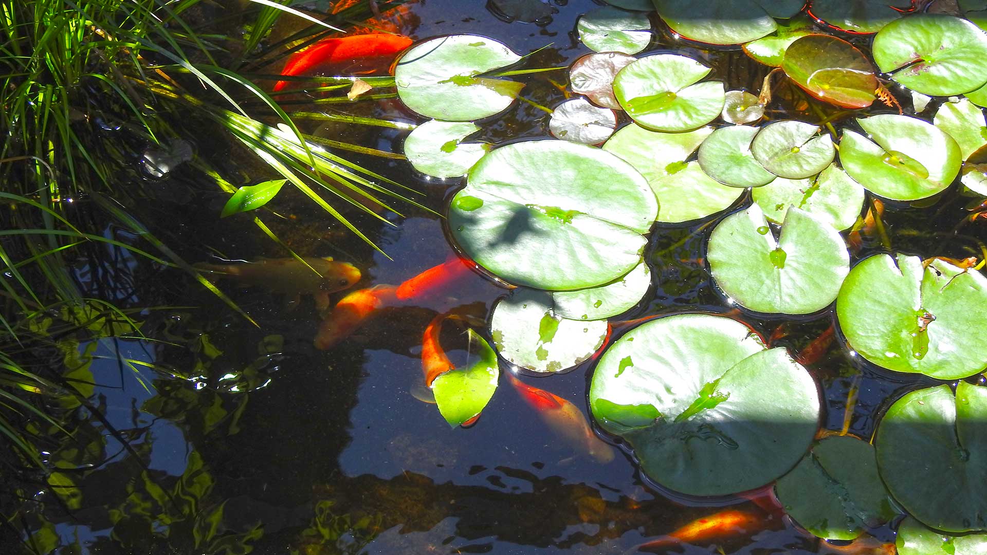 A kertben Koi pontyok találhatók