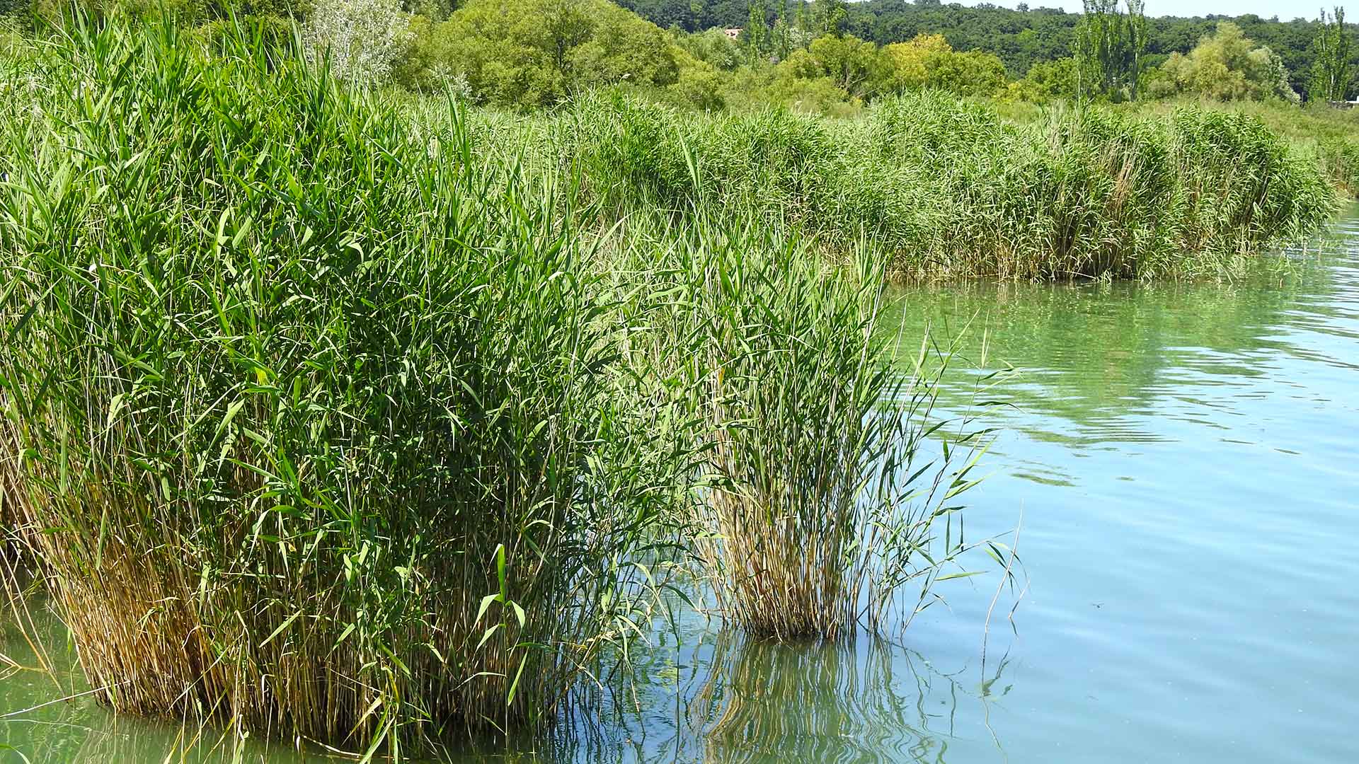 Balaton északi partján, közvetlen vízparti telek eladó 10