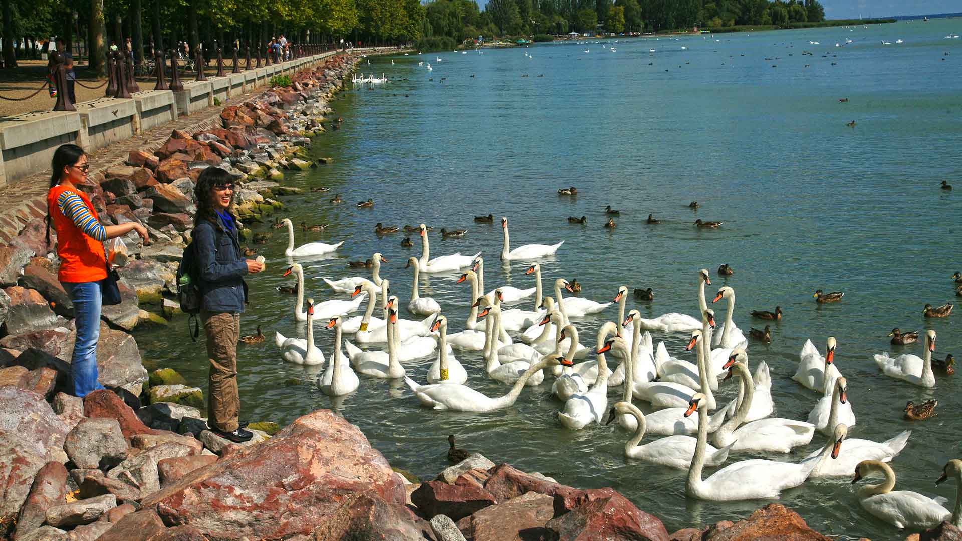 Balatonfüred kikötő, hattyúk etetése.