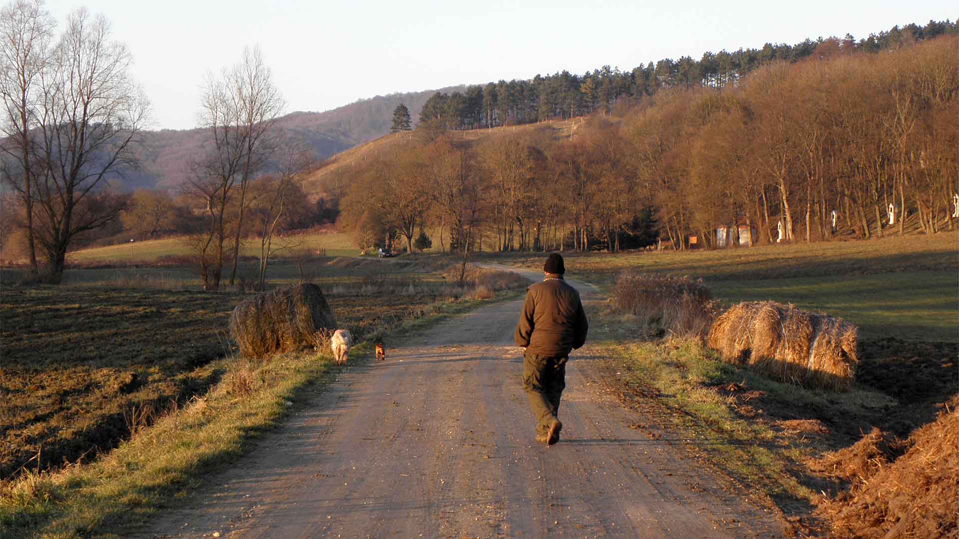 Bakonyban, eladó ingatlant, házat, parasztházat, nyaralót, telket keresek Vevőim részére.