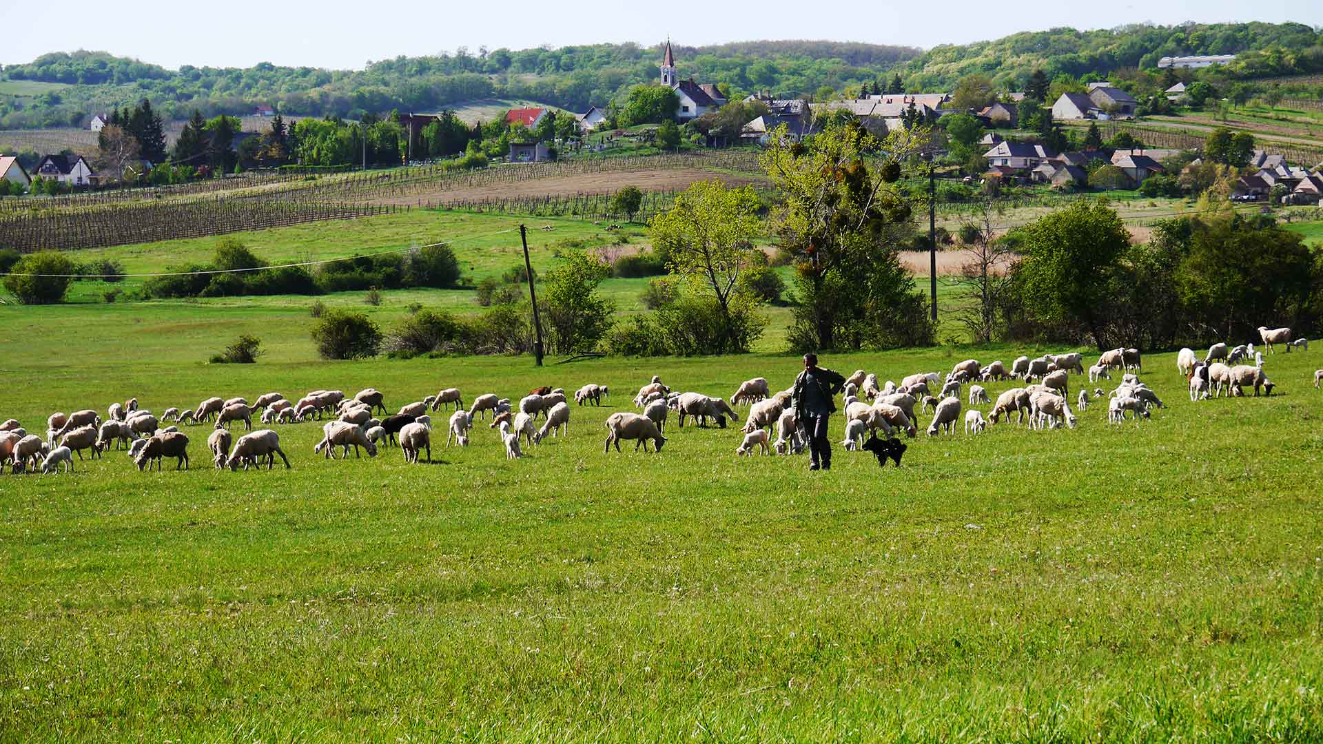 Szentjakabfán, eladó házat, parasztházat, nyaralót, üdülőt, telket, panorámás ingatlant keresek Vevőim részére