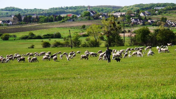 Szentjakabfán, eladó házat, parasztházat, nyaralót, üdülőt, telket, panorámás ingatlant keresek Vevőim részére