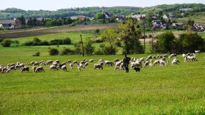 Szentjakabfán, eladó házat, nyaralót, üdülőt keresek Vevőimnek